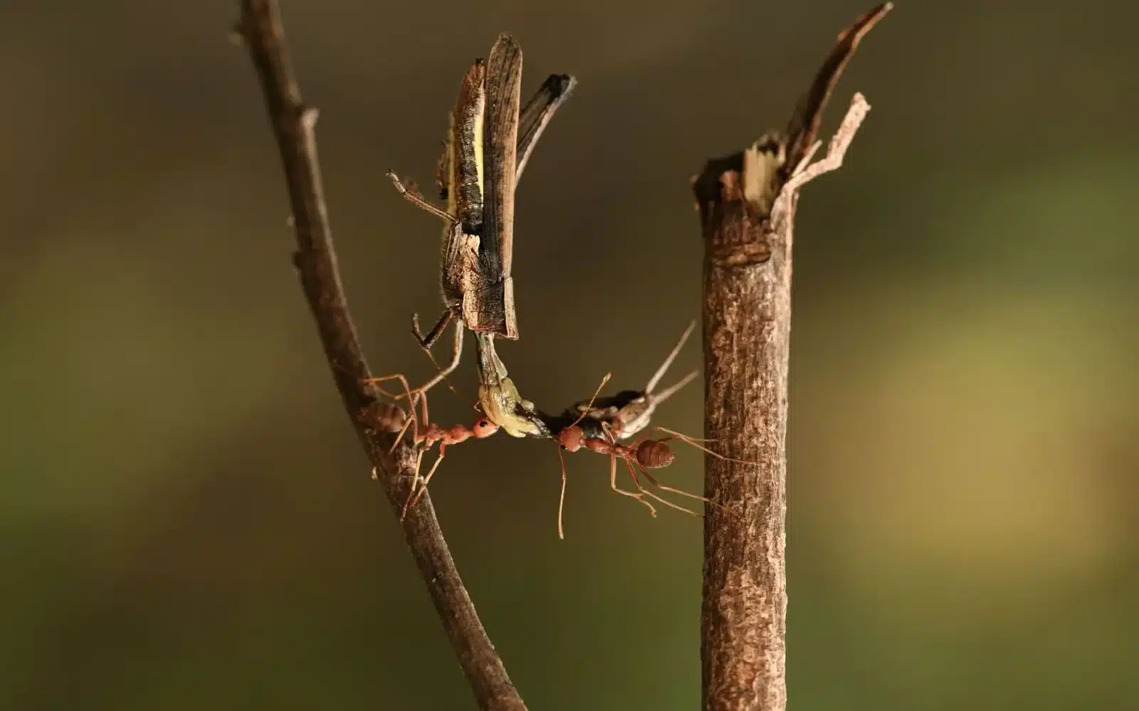 Carte grise ANTS : démarches 2026, délais et coûts expliqués
