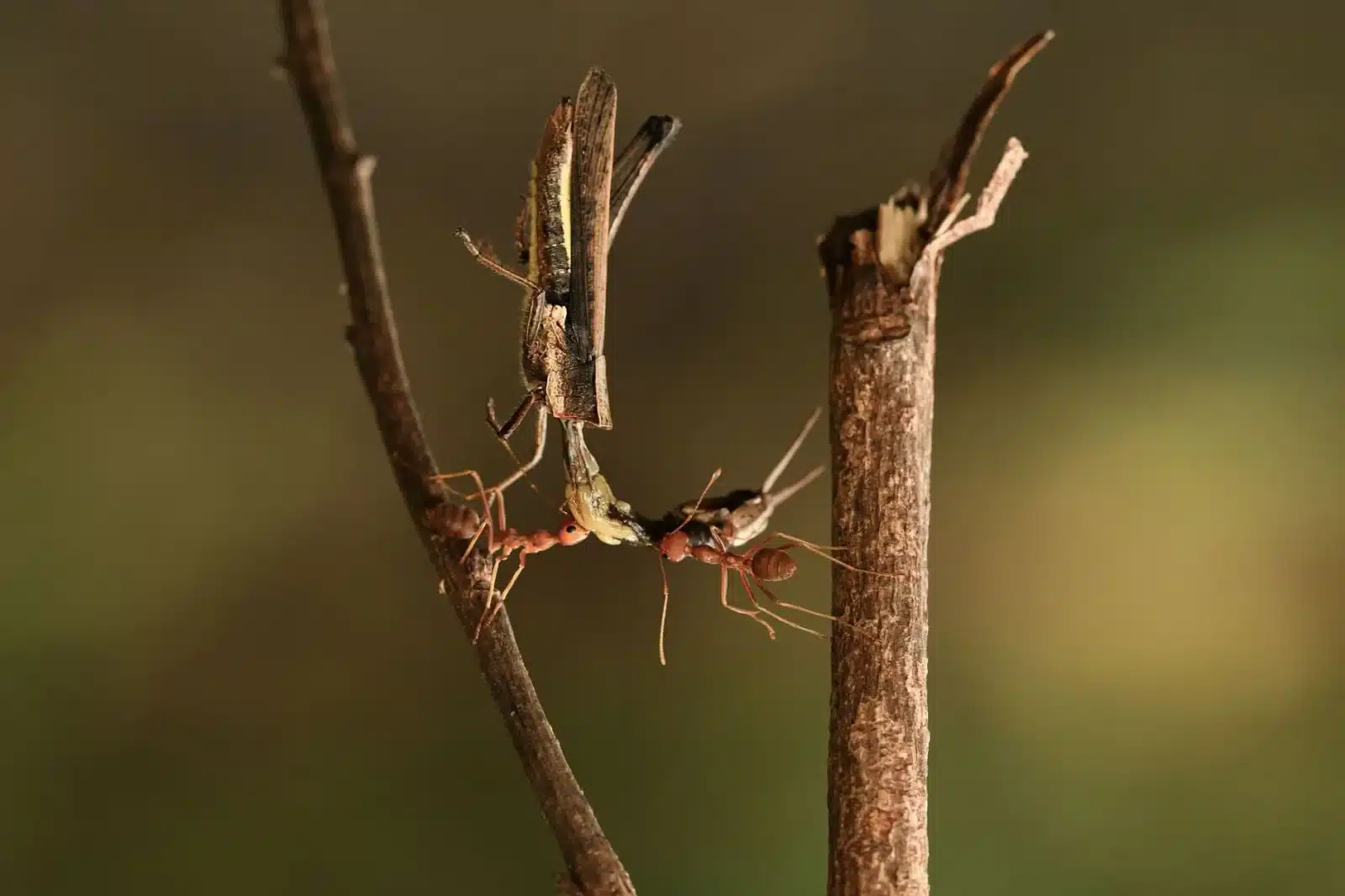 Carte grise ANTS : démarches 2026, délais et coûts expliqués