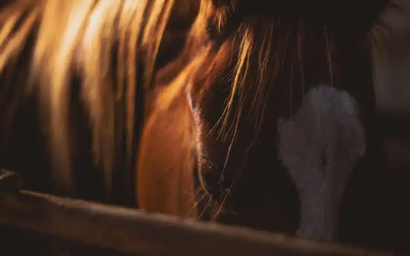 Cheval fiscal 2026 : prix par région et calcul pour votre carte grise