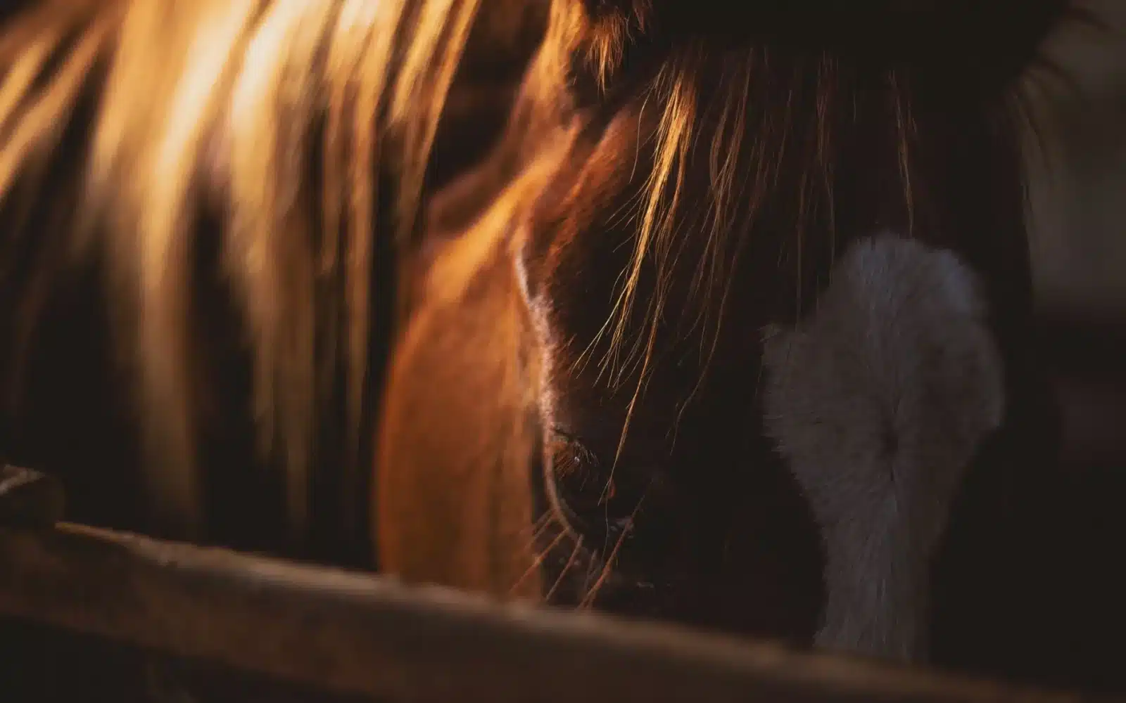 Cheval fiscal 2026 : prix par région et calcul du coût de votre carte grise