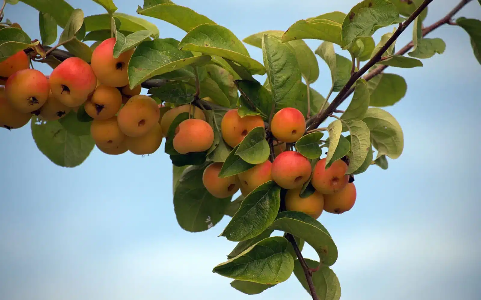 Exonération malus famille nombreuse : conditions, demande et remboursement 2026