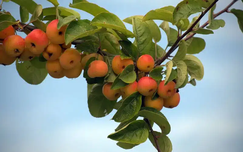 Exonération malus famille nombreuse : conditions, demande et remboursement 2026