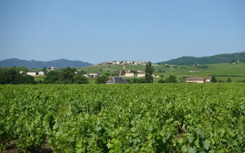 France Passion vignoble étape : le guide complet pour camper chez les vignerons