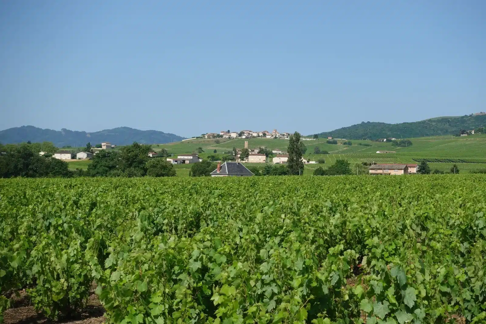 France Passion vignoble étape : le guide complet pour camper chez les vignerons
